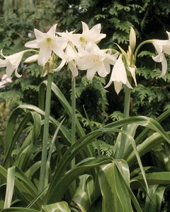 crinum powelii album